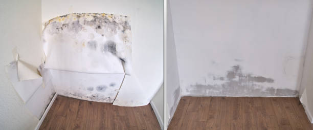 Attic Mold Removal in Gaylord, MI